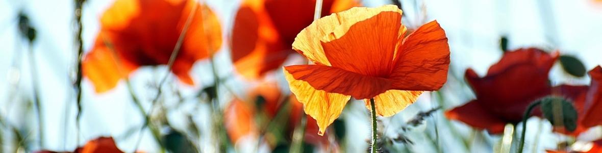 orange poppies in bloom