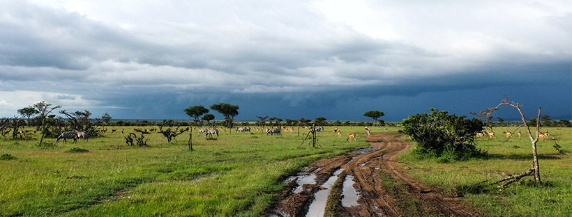 field with zebras, dirt road, clouds